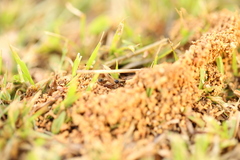 Meranoplus bicolor