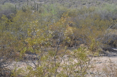 Larrea tridentata