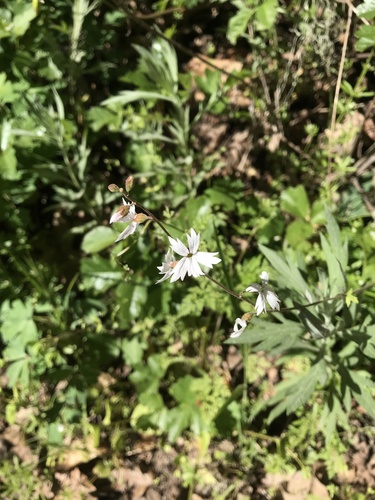 iNaturalist observation photo of San Francisco woodland-star
