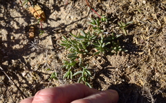 Lampranthus debilis