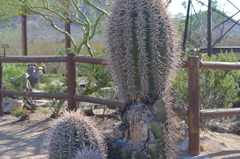 Carnegiea gigantea