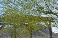 Parkinsonia