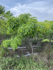 Barnebydendron riedelii