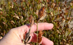 Willdenowia incurvata