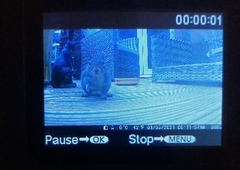 Sciurus carolinensis