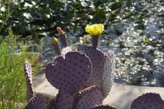Opuntia