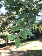 Tapinanthus