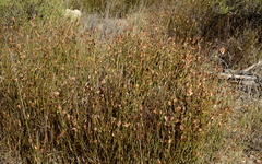 Willdenowia incurvata