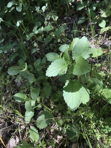 iNaturalist observation photo of Hedgenettles