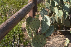 Opuntia