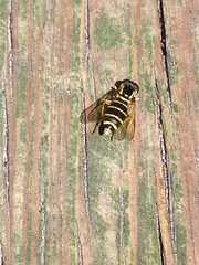 Xanthogramma flavipes