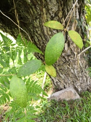 Hoya verticillata
