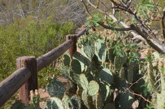 Opuntia