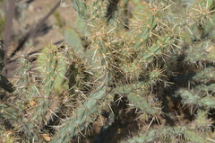 Cylindropuntia