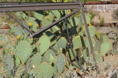 Opuntia