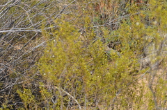 Larrea tridentata
