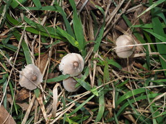 Mycena austrofilopes