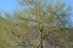 Parkinsonia