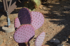 Opuntia