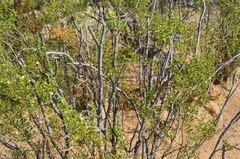 Larrea tridentata