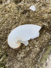 Argonauta argo