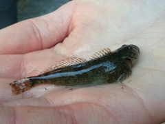 Cottus aleuticus