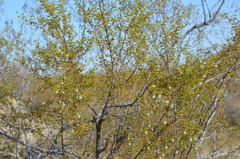 Larrea tridentata