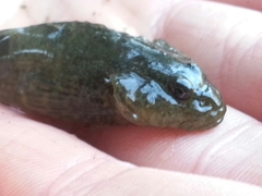 Cottus aleuticus