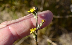 Senecio pubigerus