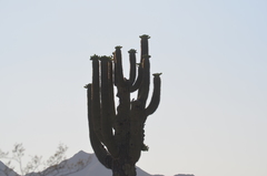 Carnegiea gigantea