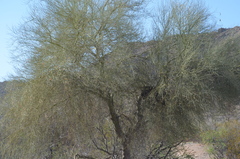 Parkinsonia