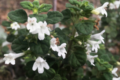 Clinopodium chandleri