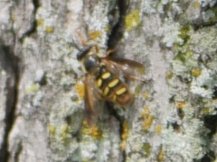 Somula mississippiensis