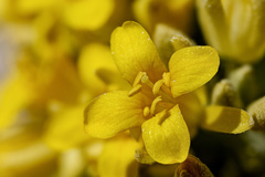Physaria newberryi yesicola