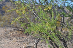 Mimosoideae