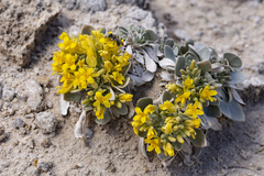 Physaria newberryi yesicola