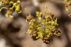 Cymopterus glomeratus