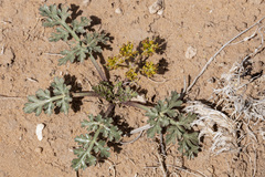 Cymopterus glomeratus