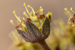 Cymopterus glomeratus