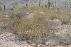 Larrea tridentata
