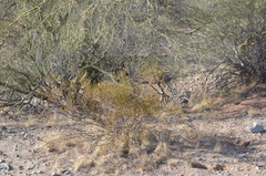 Parkinsonia