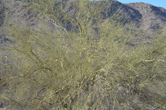 Parkinsonia