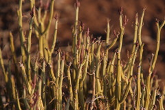 Kleinia longiflora