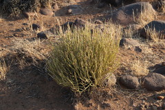 Kleinia longiflora