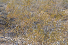Larrea tridentata
