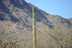 Carnegiea gigantea