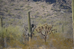 Carnegiea gigantea