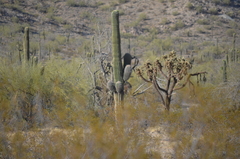 Cylindropuntia