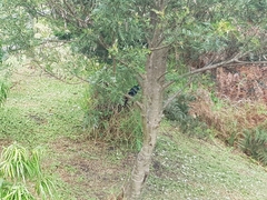 Afrocarpus falcatus