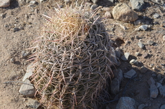 Ferocactus cylindraceus